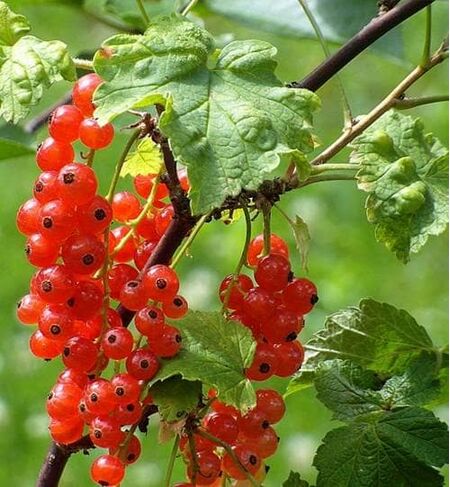 Buy  Redcurrant Rovada online from Jacksons Nurseries.