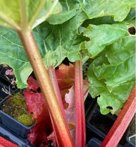 Buy Rhubarb 'Raspberry Red' online from Jacksons Nurseries.