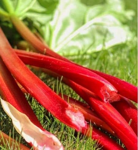 Buy Rhubarb Glaskins Perpetual online from Jacksons Nurseries.