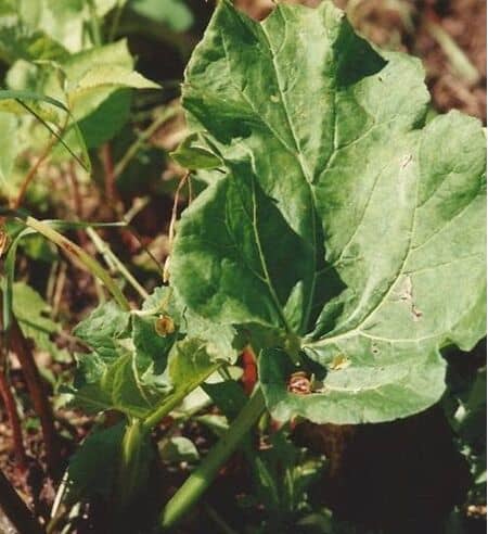 Rhubarb 'Stockbridge Arrow'