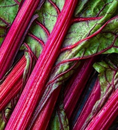 Rhubarb 'Stockbridge Arrow'