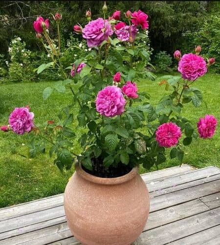 Rose James L Austin