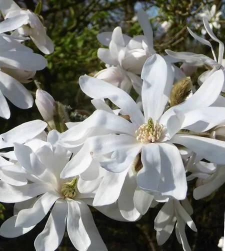 Magnolia Stellata