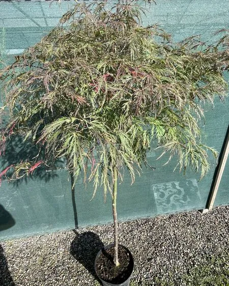 Acer p diss Inabe-Shidare 4 OP for 90cm stem only