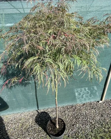 Acer p diss Inabe-Shidare 5 OP for 90cm stem only