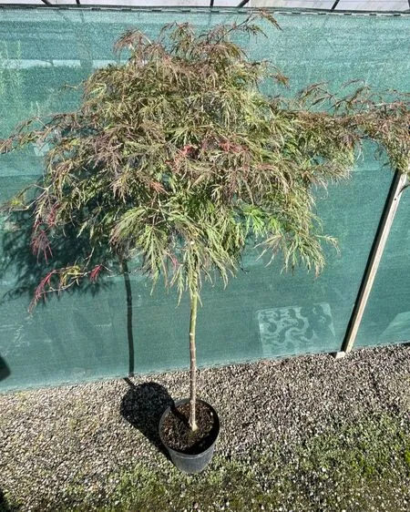 Acer p diss Inabe-Shidare 6 OP for 90cm stem only
