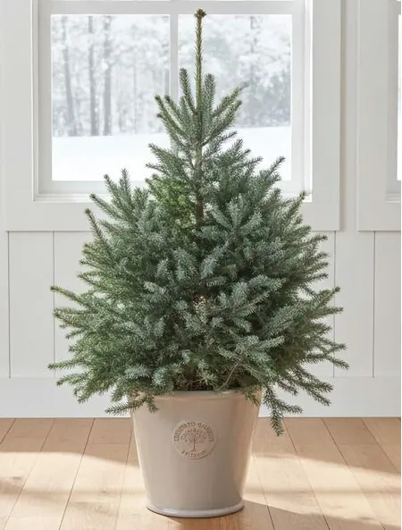 Serbian Spruce Potted Christmas Tree 1