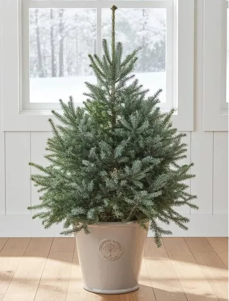 Serbian Spruce Potted Christmas Tree 1