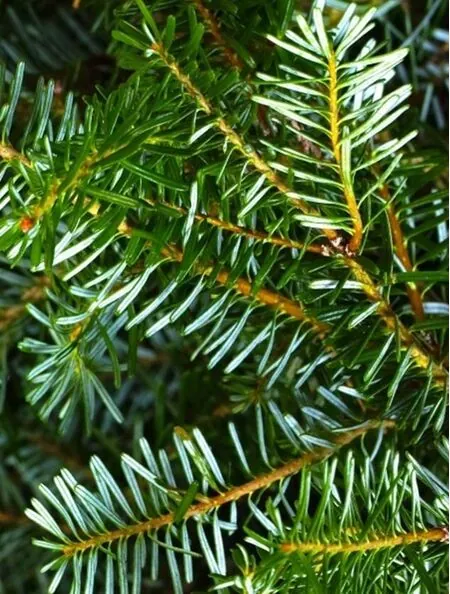Korean Fir Foliage Close Up Final