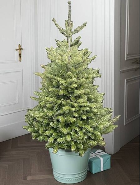 Korean Fir Pot Grown Christmas Tree