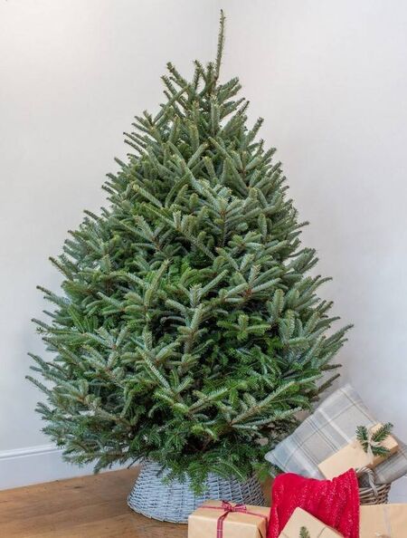 Fraser Fir New Image 3-Nov-25