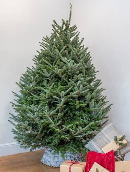 Fraser Fir New Image 3-Nov-25