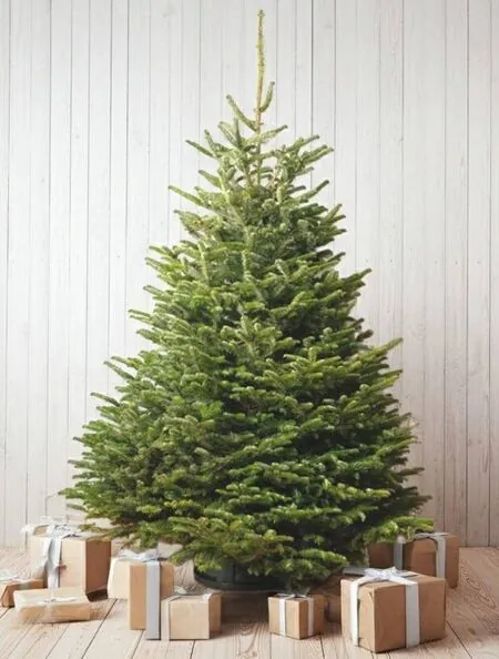 Nordmann Fir New Image 3-Nov-25