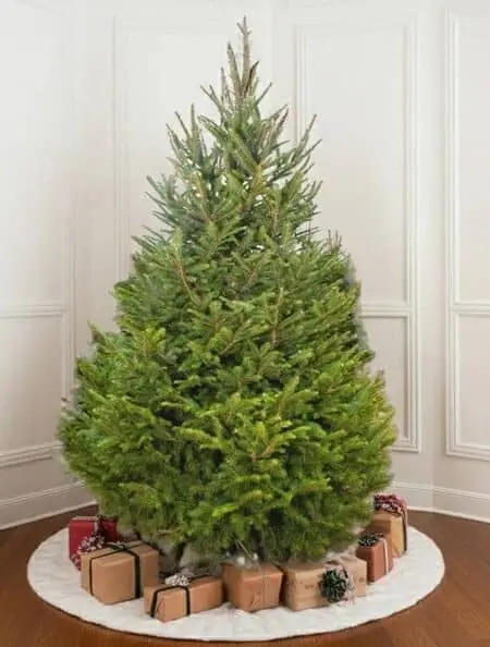 Norway Spruce New Image 3-Nov-25