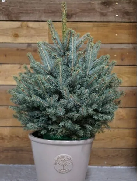 Pot Grown Blue Spruce 6080 Tree