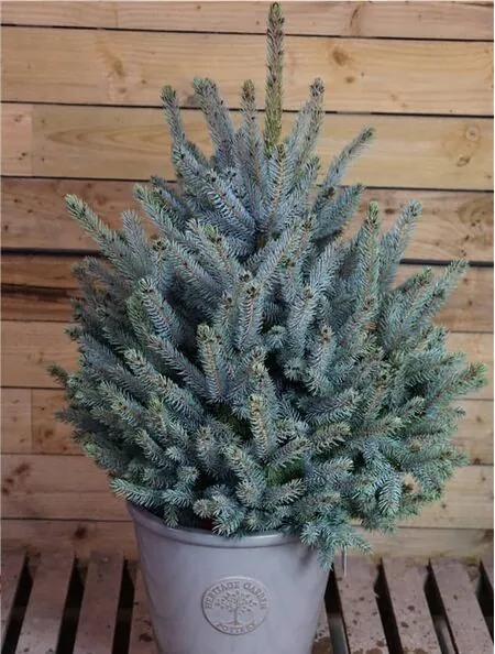 Pot Grown Blue Spruce 90100 Tree
