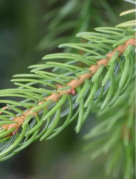 Serbian Spruce Potted Christmas Tree 2