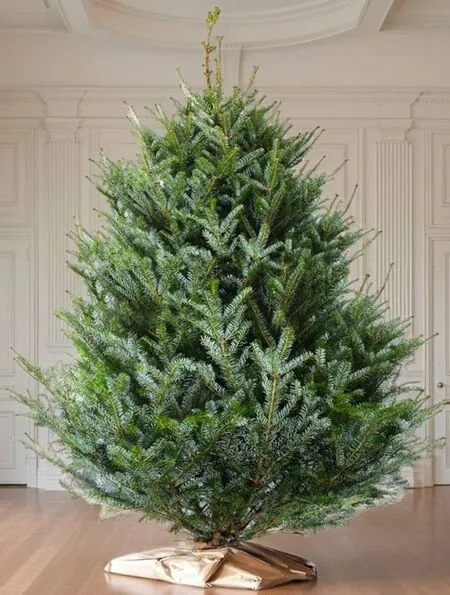 Korean Fir Cut Final