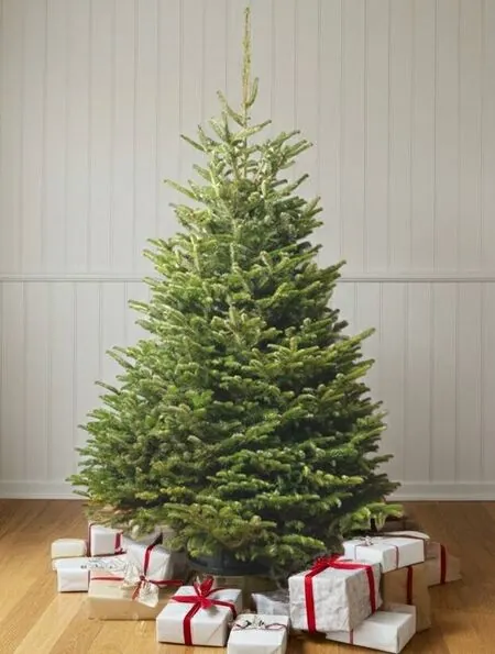 Slim Nordmann Fir 3-Nov-25