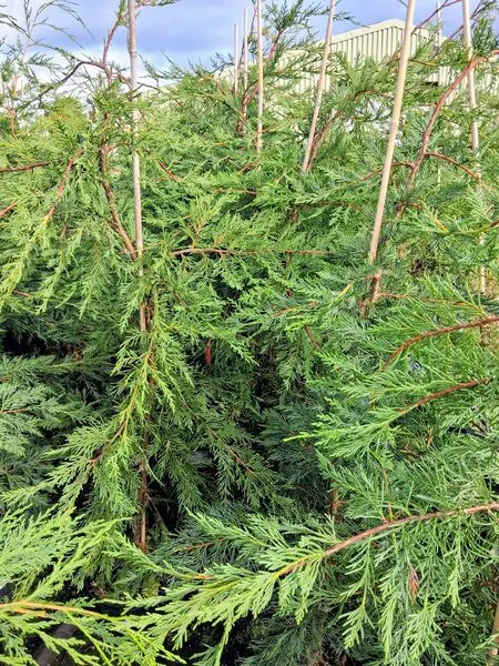 Cupress Leylandii 12-150cm 3-5 litre pot tall 2