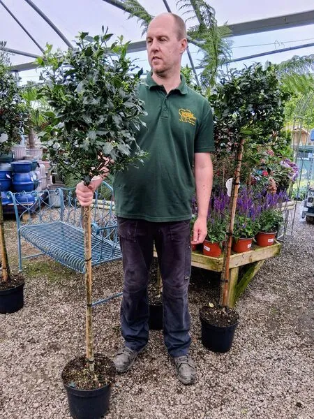 Ilex aquifolium Alaska lollipop 90cm stem 50cm head tall