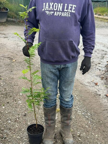Sorbus Aucuparia 2 litre pot 120-150cm tall
