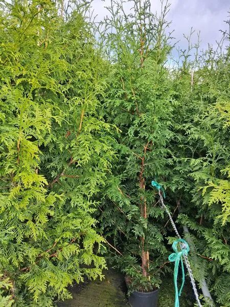 Thuja Gelderland 5-7L 120-150cm Full Plant Tall