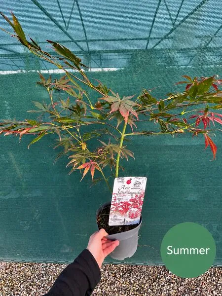 Acer p Sumi Nagashi 8