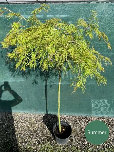 Acer p diss Viridis 8a 90cm stem Summer OP