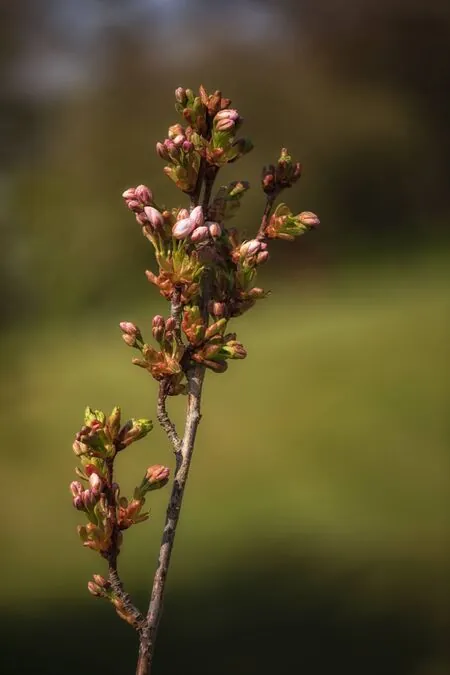 Prunus Amanogawa 2