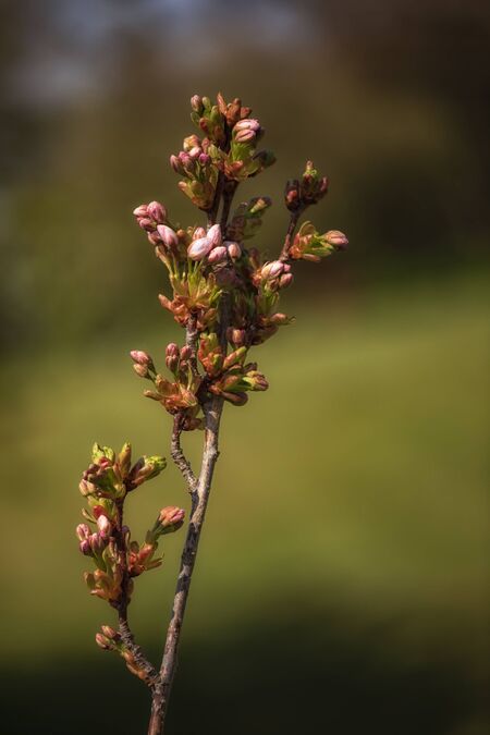 Prunus Amanogawa 2