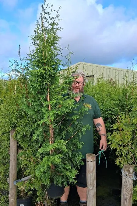 Thuja Gelderland 5-7L 120-150cm Full Plant with Hayd Tall
