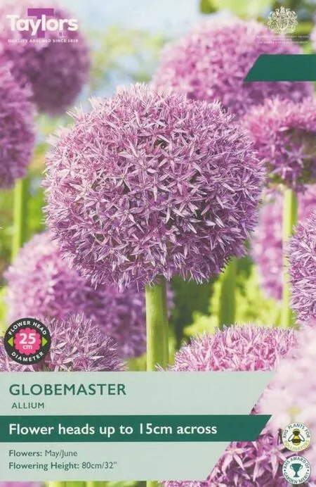 Allium Globemaster Taylors Bulbs Packet