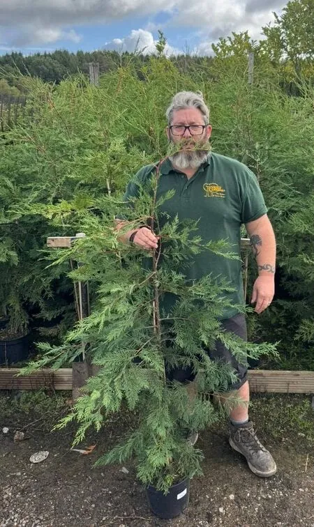 Cupress Leylandii 12-150cm 3-5 litre pot tall 1