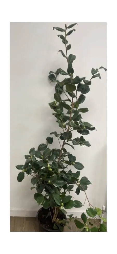 Camellia Lady Campbell plant