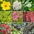 10 Shrub Website Product Image